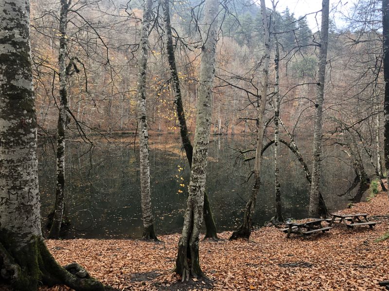 An orange carpet of fallen leaves and the trunks of the mixed forest at Yedigöller in autumn.