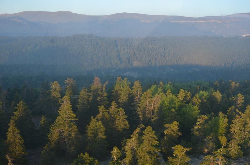Forest and mountain scenery of Uludağ National Park.